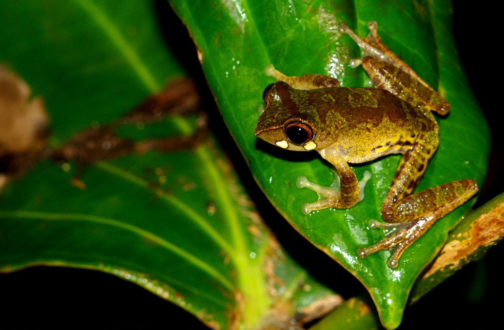 leptomantis-angulirostris-qurbagasi