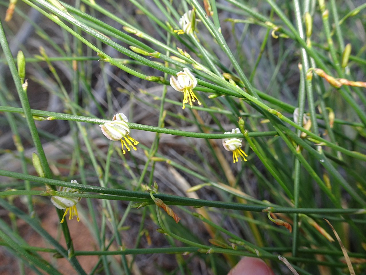 qum-zambagi-corynotheca-licrota