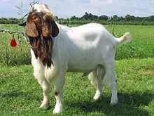 boer-goat-keci-novu
