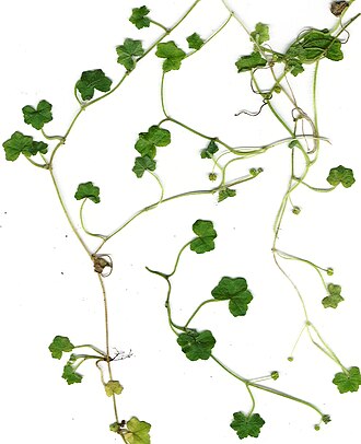 hydrocotyle-bitki