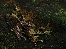 hyperolius-hypsiphonus-qurbagasi