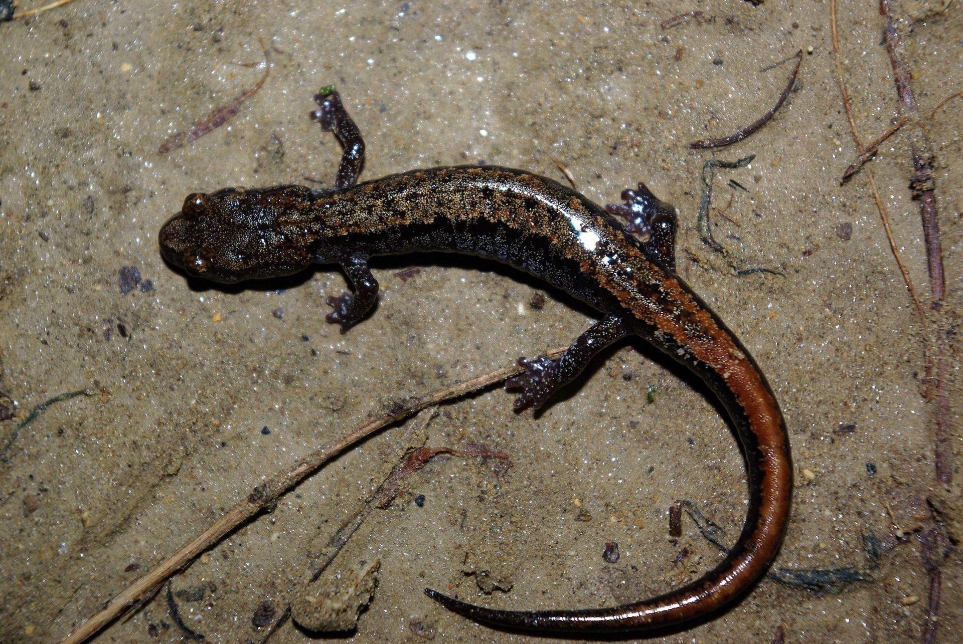 koreya-yariq-salamandri