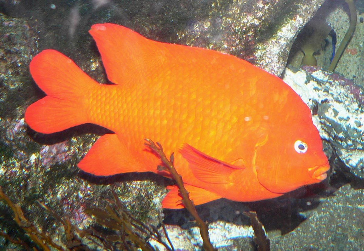 garibaldi-baligi