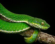 craspedocephalus-macrolepis-ilan