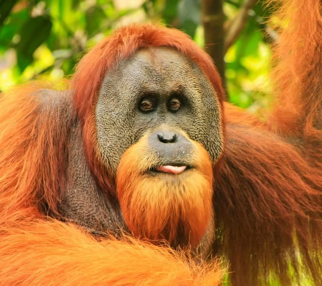 sumatra-oranqutani