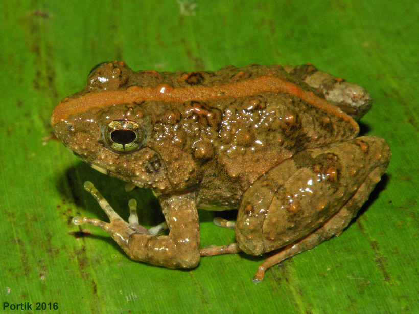 phrynobatrachus-rungwensis-qurbagasi