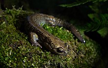 salamandrella-keyserlingii-salamandri