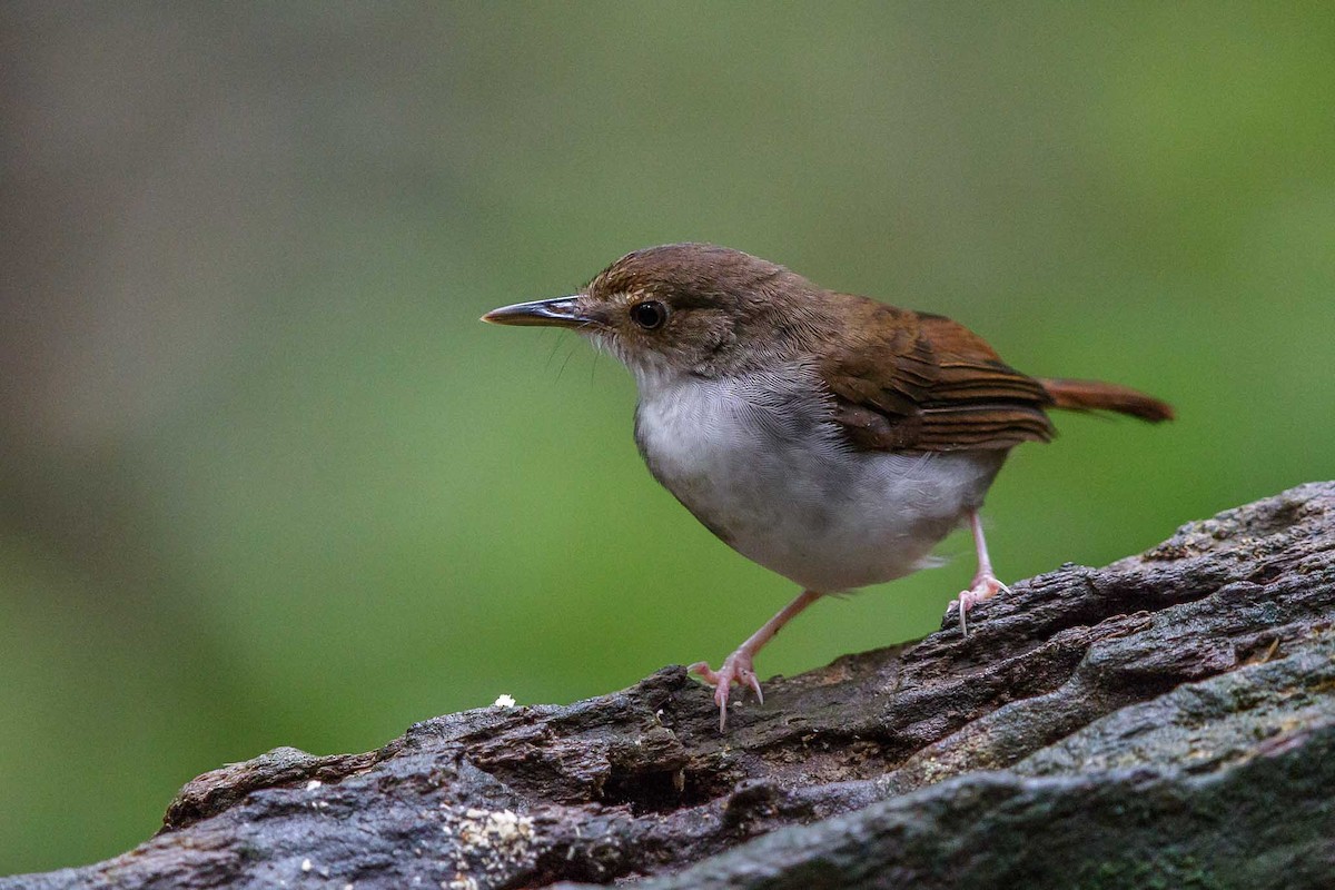 borneo-bataqliq-bebleri