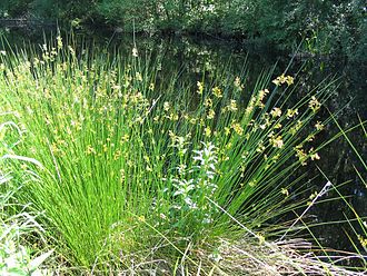 juncus-effusus