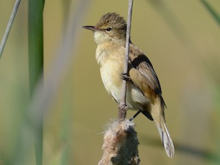 avstraliya-qamis-bulbulu