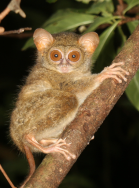 vallace-tarsier