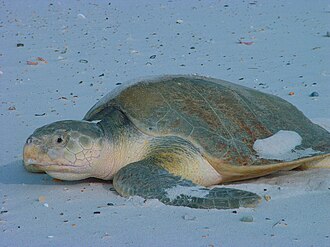 kemp-ridley-deniz-tisbagasi