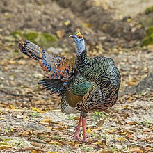 ocellated-turkey-hinduska-novu