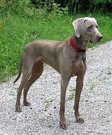 weimaraner-it-cinsi
