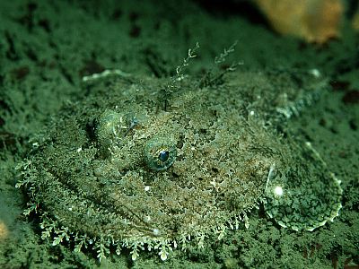 lophius-baligi