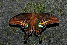 papilio-bianor-kepeneyi