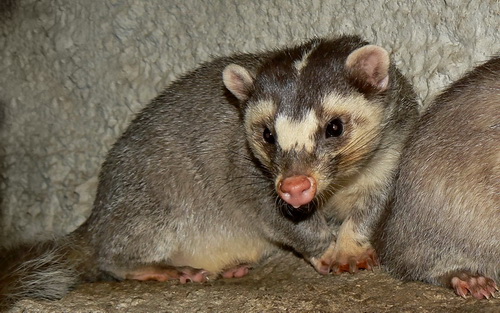 cin-xorek-porsugu