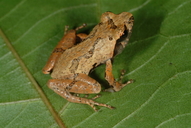 liuixalus-ocellatus-qurbagasi