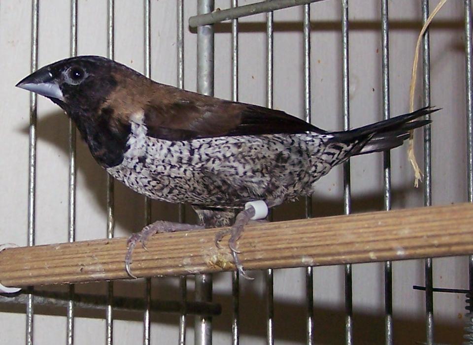 qara-uzlu-munia