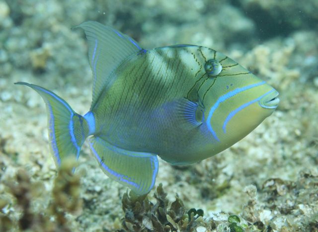 queen-triggerfish