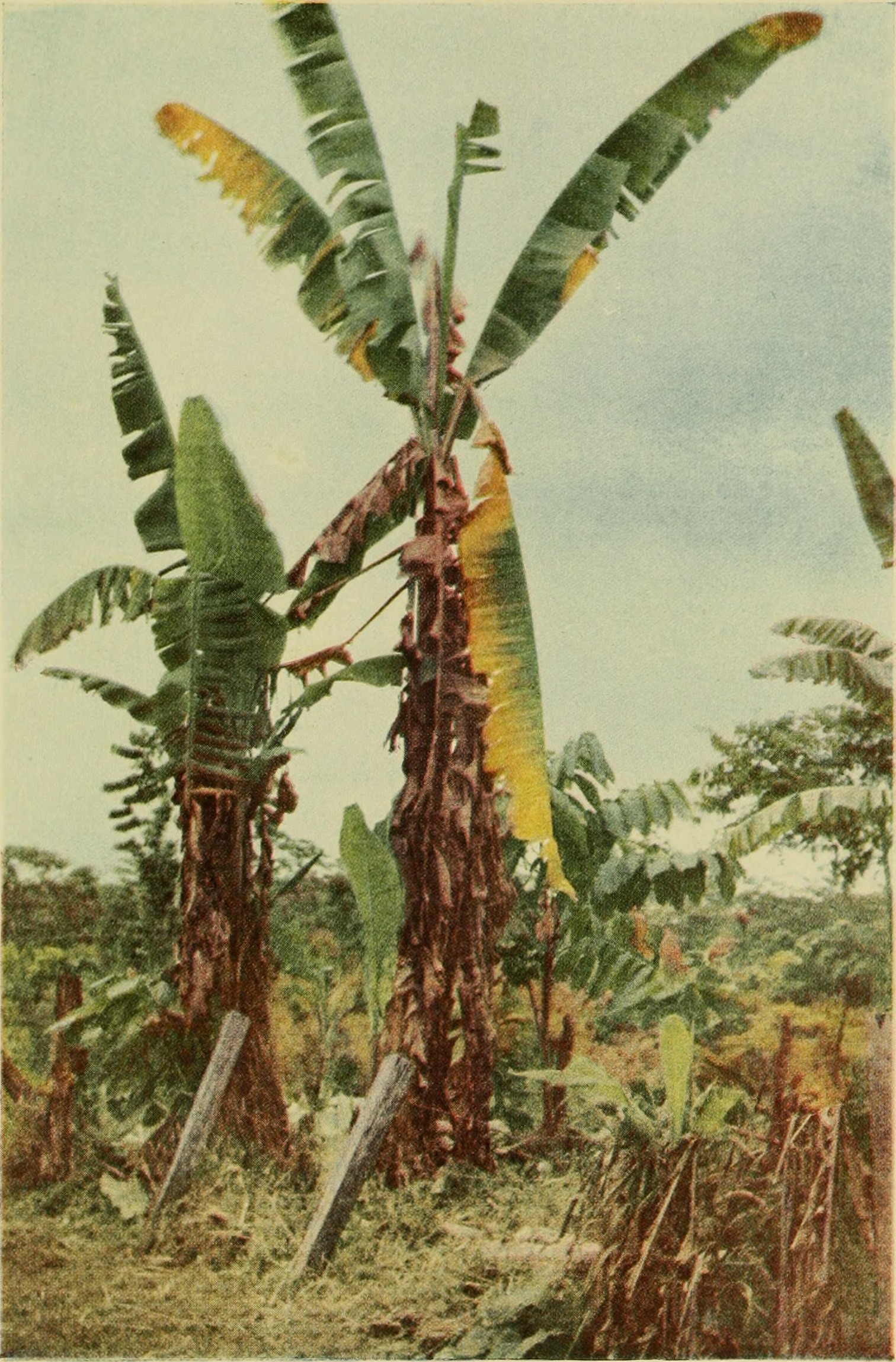 panama-xesteliyi