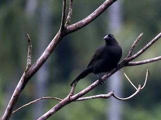 halmahera-cennet-qargasi