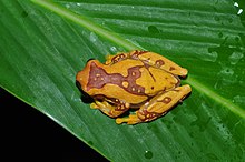 dendropsophus-ebraccatus-qurbagasi