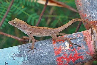 anolis-cristatellus