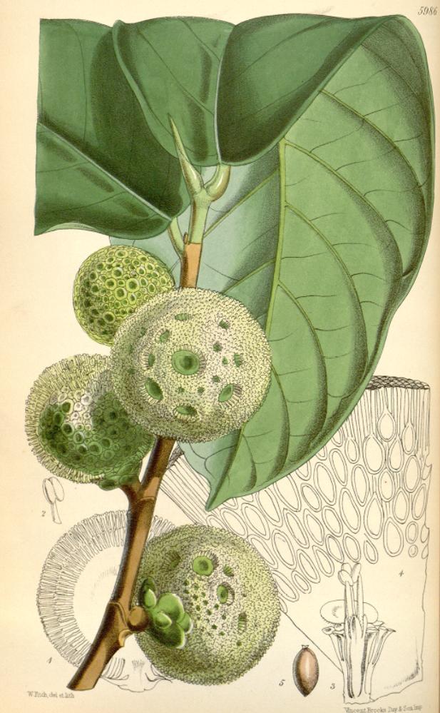 afrika-corek-meyvesi-treculia-africana