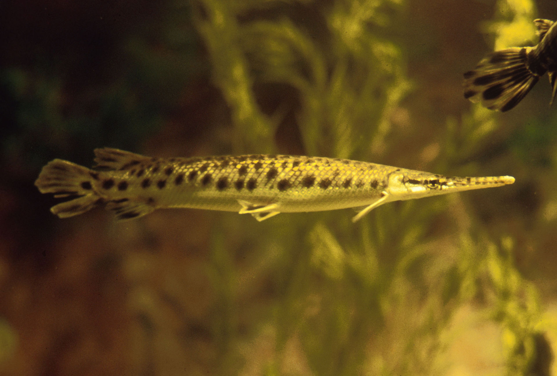 gar-baligi