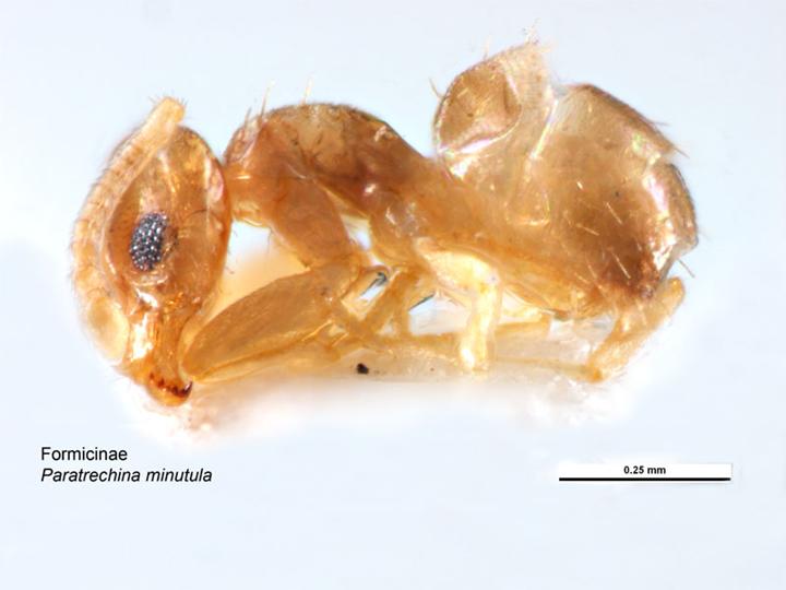paraparatrechina-qarisqasi