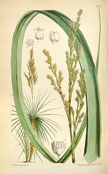 prionium