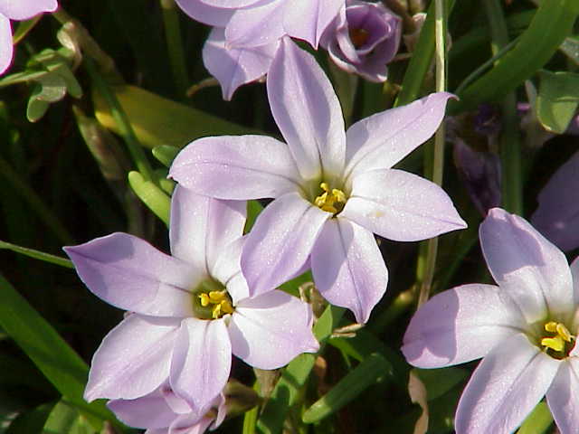 ulduz-ciceyi-ipheion