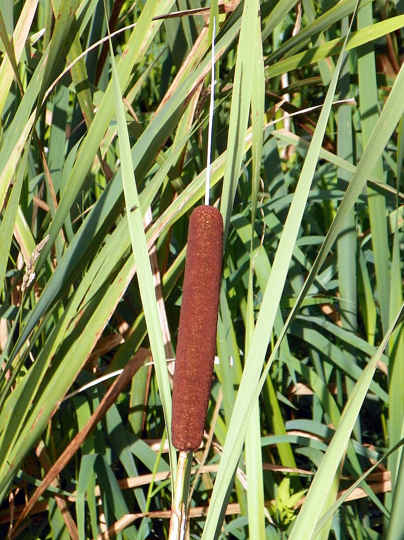typha-latifolia