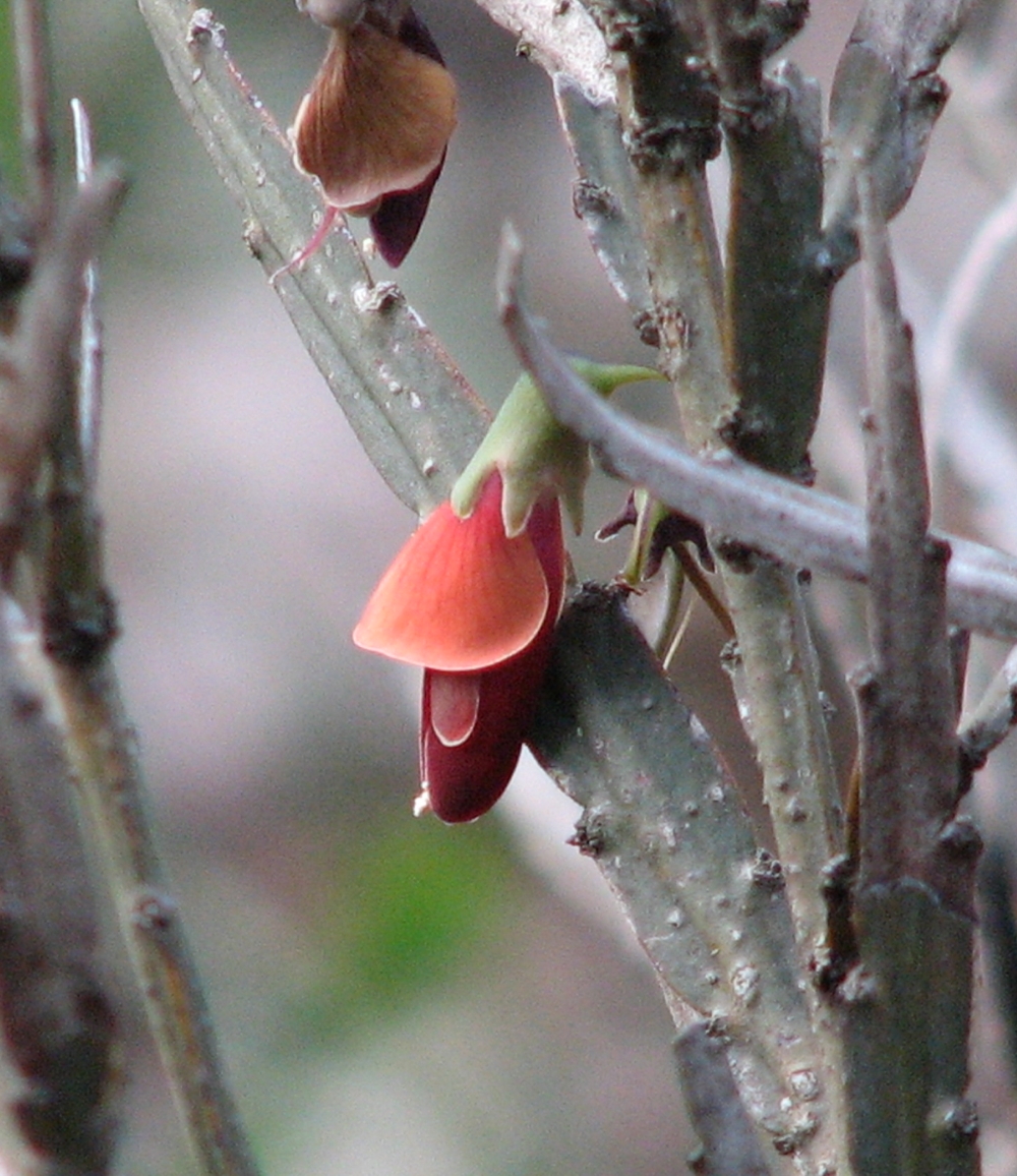 bossiaea-bitki-cinsi