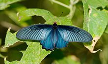 atrophaneura-varuna-kepeneyi