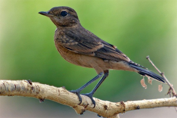 heuglin-bugda-qusu