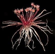 trithuria