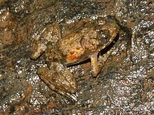 phrynobatrachus-calcaratus-qurbagasi