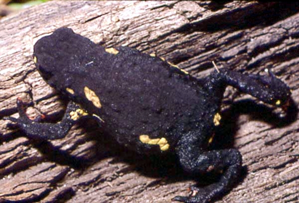 melanophryniscus-montevidensis-qurbagasi