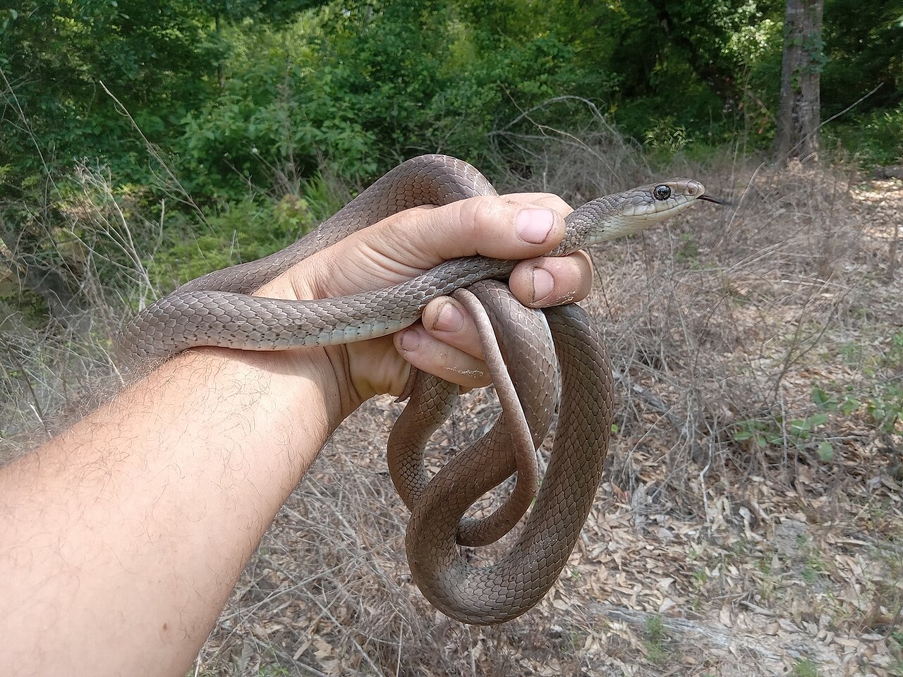 coluber-constrictor-etheridgei-ilani