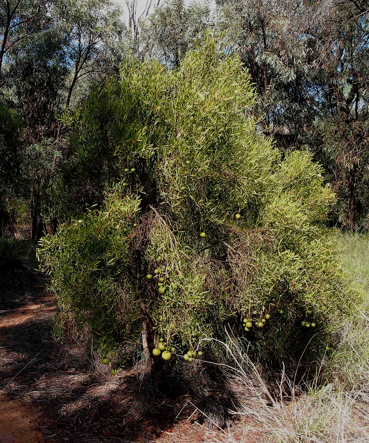capparis-loranthifolia