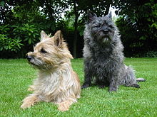 cairn-terrier-it-cinsi