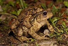 bufo-bankorensis-qurbagasi