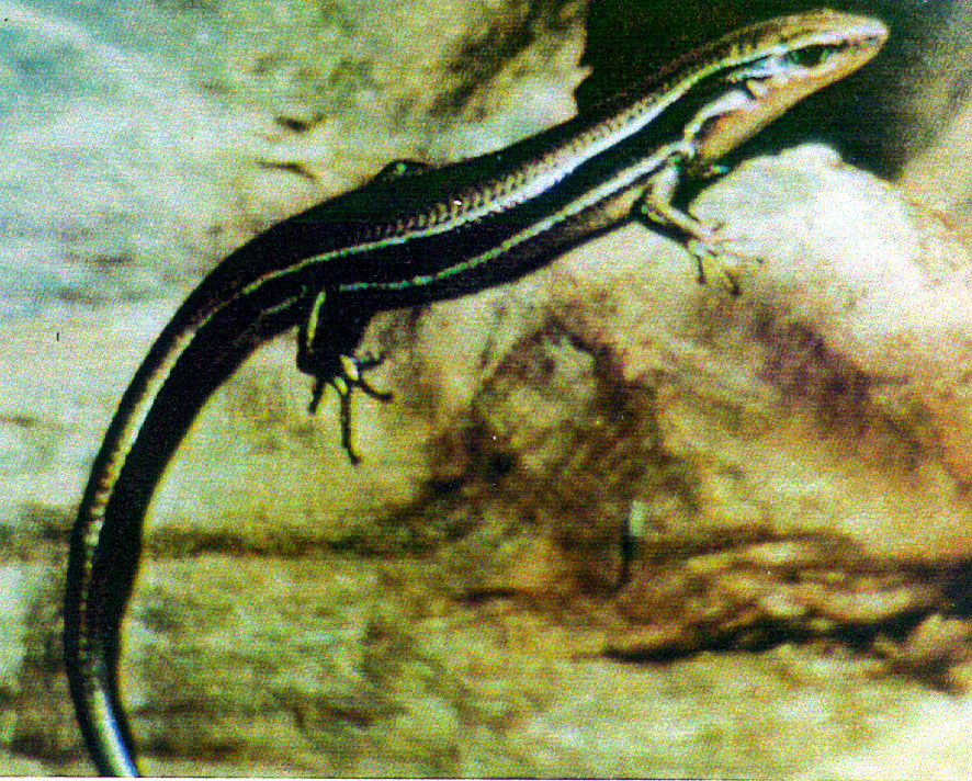komur-skinki