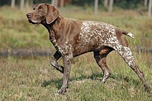 german-shorthaired-pointer-it-cinsi
