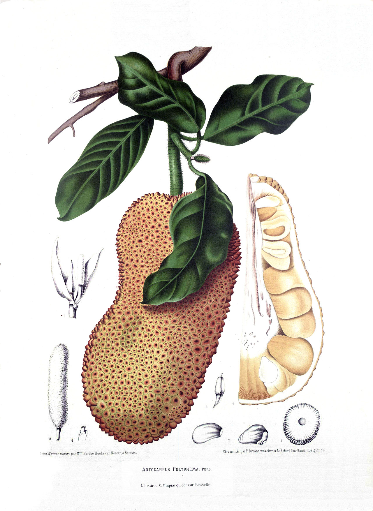artocarpus-integer