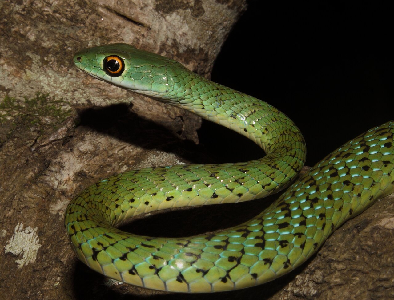 philothamnus-semivariegatus-ilani