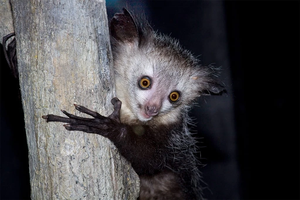 aye-aye