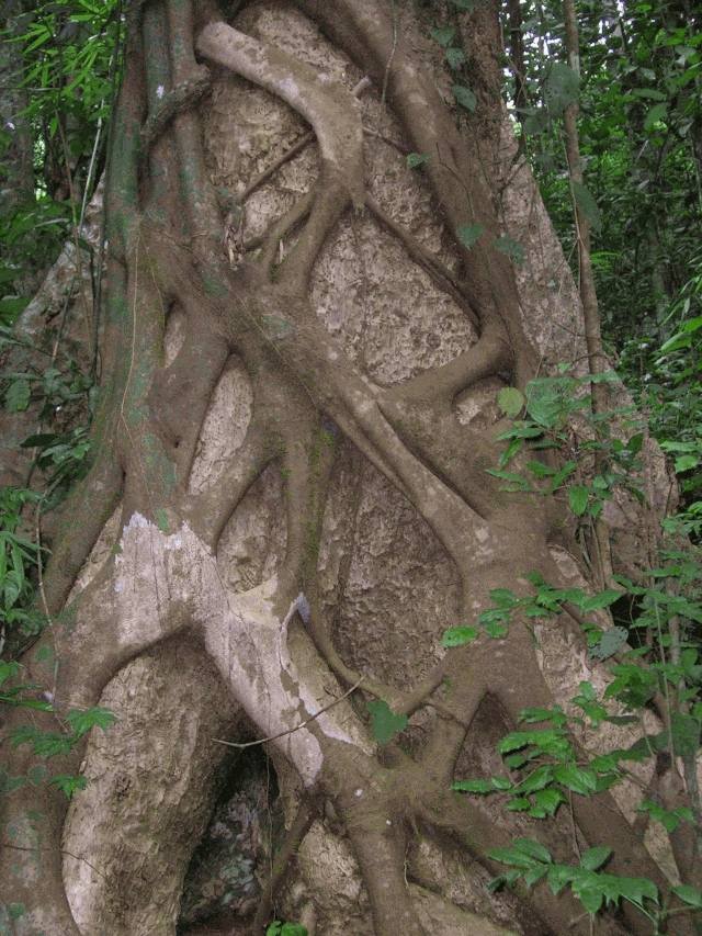 banyan-agac